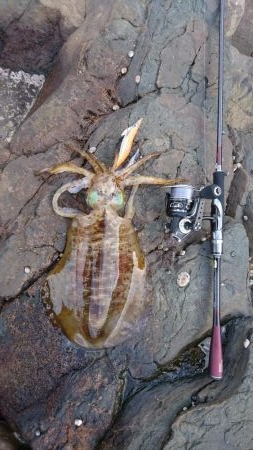 仲間とエギング