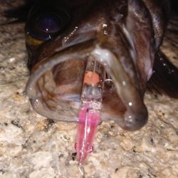 メバルプラッキング