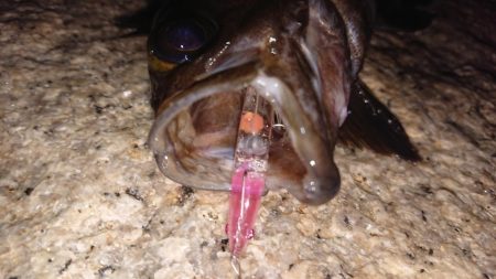 メバルプラッキング