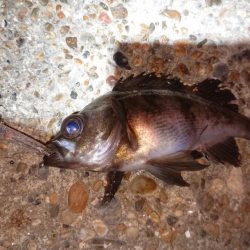 激渋メバルプラッキング