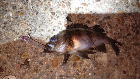 激渋メバルプラッキング