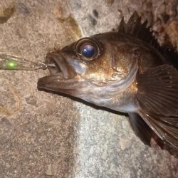 メバルプラッキング