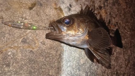 メバルプラッキング