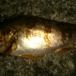 釣りは直感が大事!?