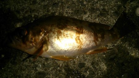 釣りは直感が大事!?