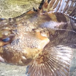 まづめのみ短時間