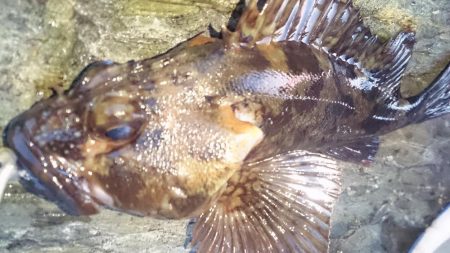 まづめのみ短時間