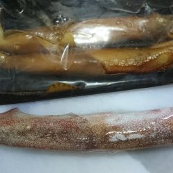 居残りヤリイカ