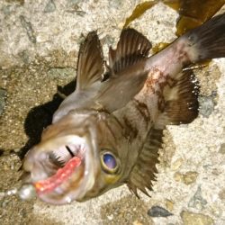 ちょこっとメバリング