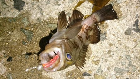 ちょこっとメバリング