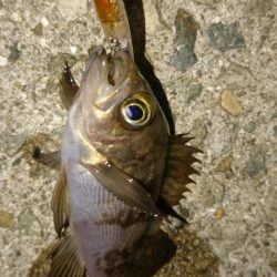 そろそろ春本番