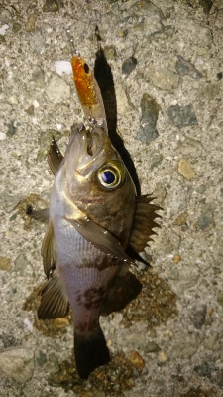 そろそろ春本番