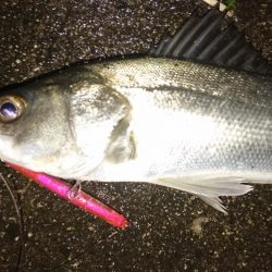 悪条件シーバス狙い！