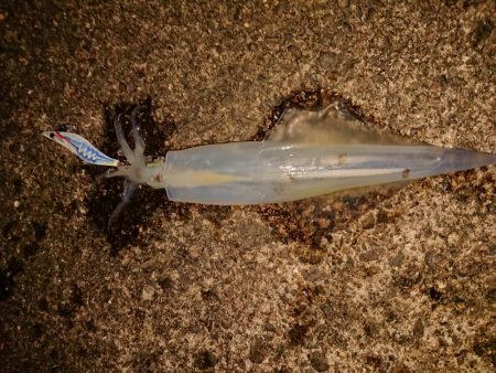 久しぶりの複数釣果