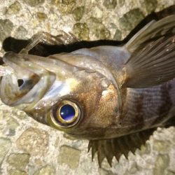 好調メバリング