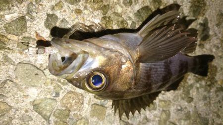 好調メバリング