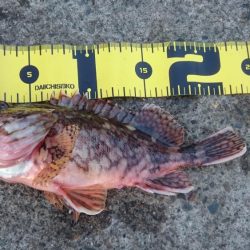 ヤリイカエギング