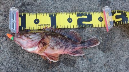 ヤリイカエギング