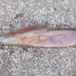 ヤリイカエギング