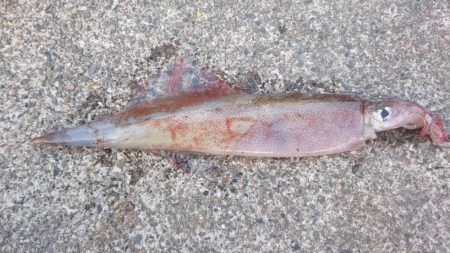 ヤリイカエギング