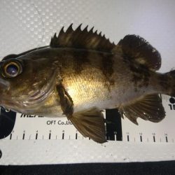 放置プレイがお好き？