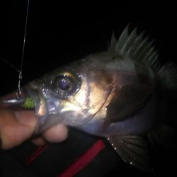 暴風雨のちメバリング