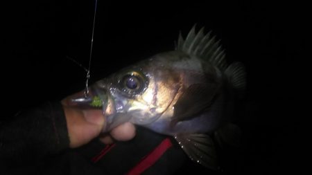 暴風雨のちメバリング