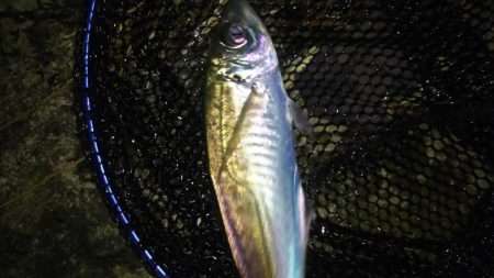 日本海アジング