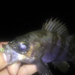 春はまだ遠い…