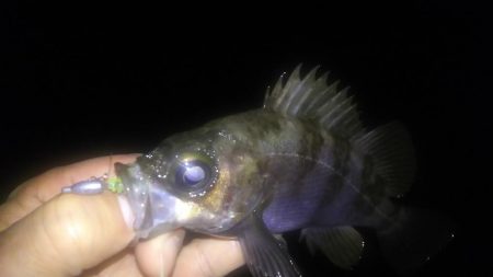 春はまだ遠い…