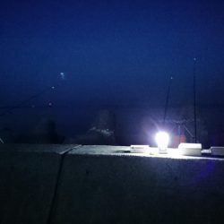 花見ガレイ(戻りガレイ)