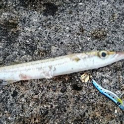 暴風でも活性の高いのはオニカマスだけ