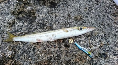 暴風でも活性の高いのはオニカマスだけ