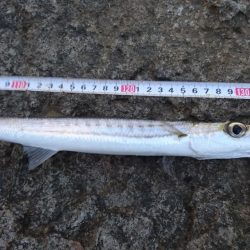 オニカマス入れ食い