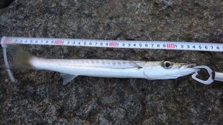 オニカマス入れ食い