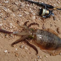 西表島アオリイカ、サーフでランガン