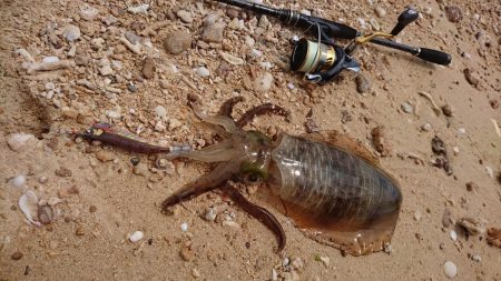 西表島アオリイカ、サーフでランガン