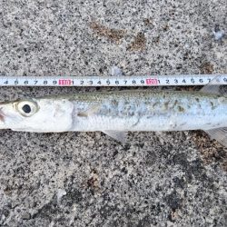 西表島、オニカマス爆釣果