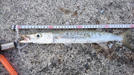 西表島、オニカマス爆釣果