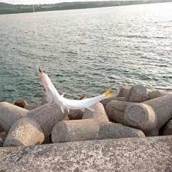 西表島 今日もオニカマス