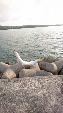 西表島 今日もオニカマス