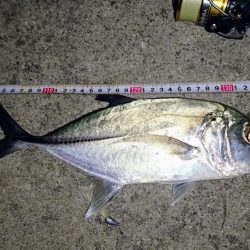 夜の港でルアーフィッシング