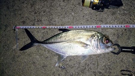 夜の港でルアーフィッシング