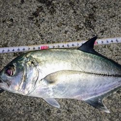 大潮に合わせてナイトフィッシング