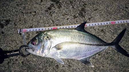 大潮に合わせてナイトフィッシング