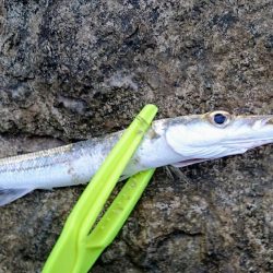 西表島 今日もオニカマス 渋いです。