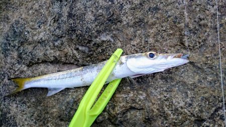 西表島 今日もオニカマス 渋いです。