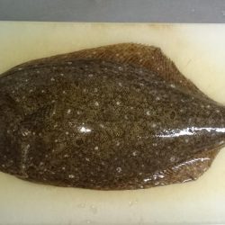 EBISUで初ヒラメゲット