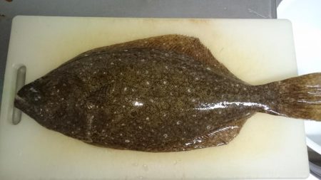 EBISUで初ヒラメゲット