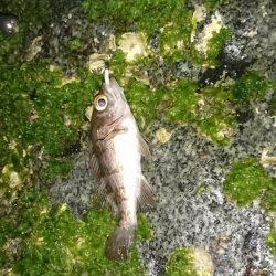 サーフメバリング